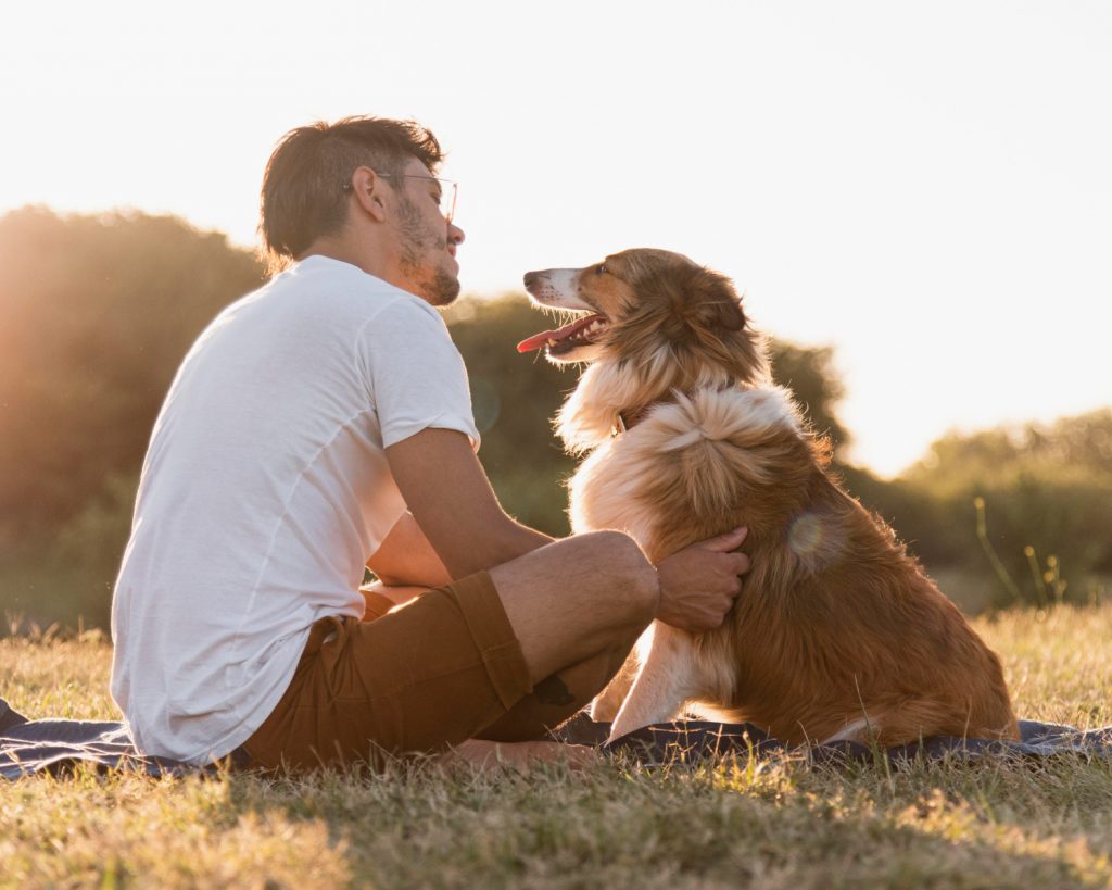 seguro para perros